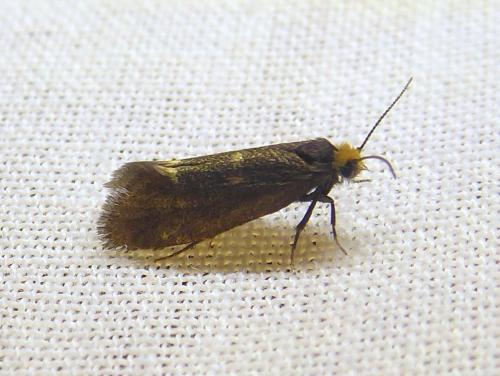 Réf. 300 700 : Incurvaria pectinea